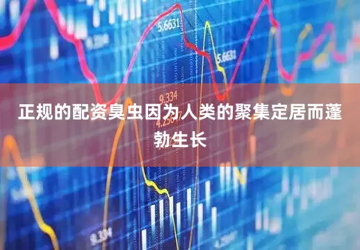 正规的配资臭虫因为人类的聚集定居而蓬勃生长
